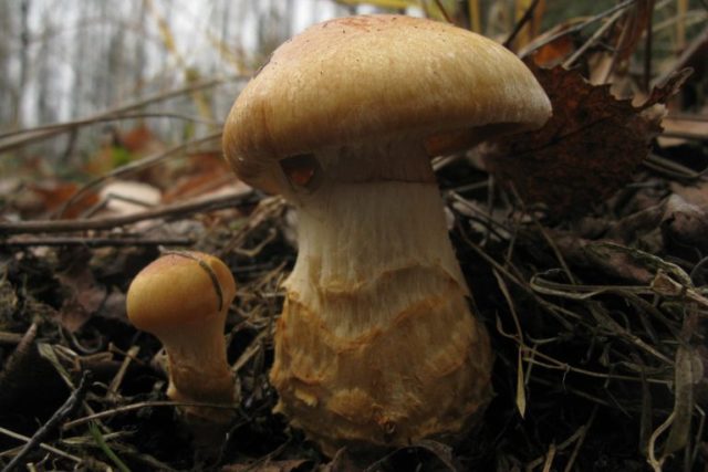 Mushroom cobweb yellow (triumphal, yellow bog): photo and description, recipes