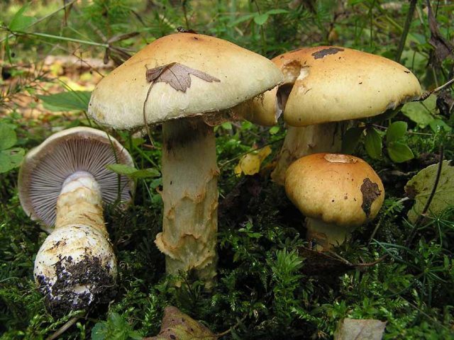 Mushroom cobweb yellow (triumphal, yellow bog): photo and description, recipes