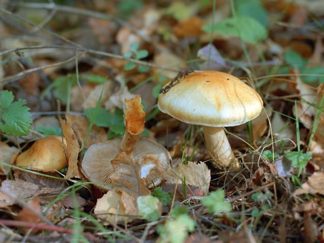 Mushroom cobweb yellow (triumphal, yellow bog): photo and description, recipes