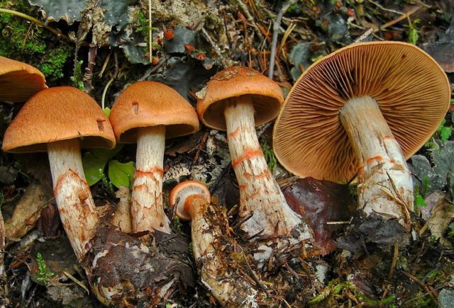 Mushroom cobweb yellow (triumphal, yellow bog): photo and description, recipes