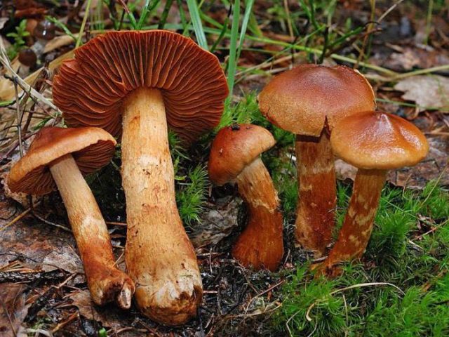 Mushroom cobweb yellow (triumphal, yellow bog): photo and description, recipes