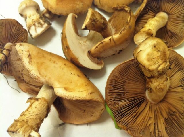 Mushroom cobweb yellow (triumphal, yellow bog): photo and description, recipes