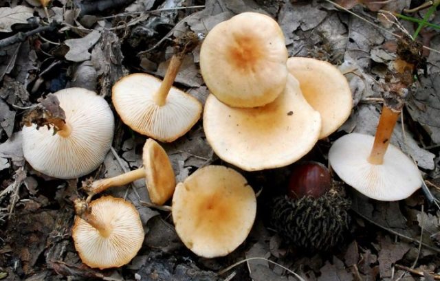 Mushroom Collibia forest-loving (ordinary money, spring mushroom): photo and description of how to cook