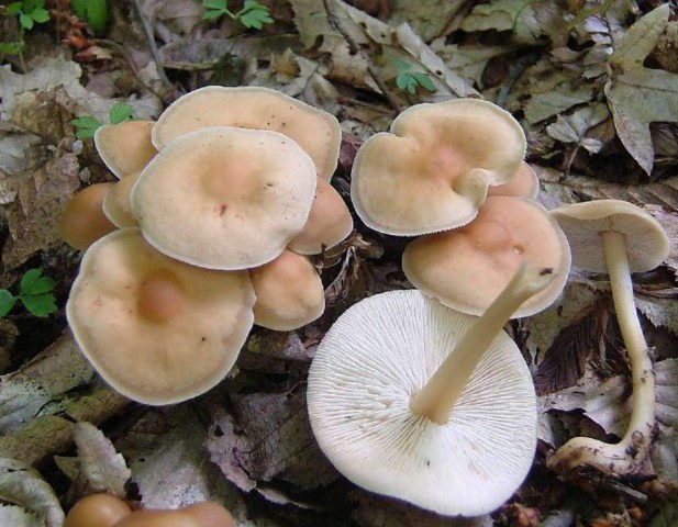 Mushroom Collibia forest-loving (ordinary money, spring mushroom): photo and description of how to cook