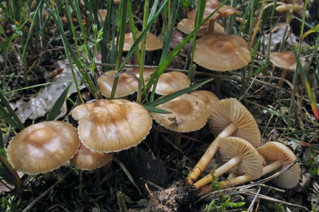 Mushroom Collibia forest-loving (ordinary money, spring mushroom): photo and description of how to cook