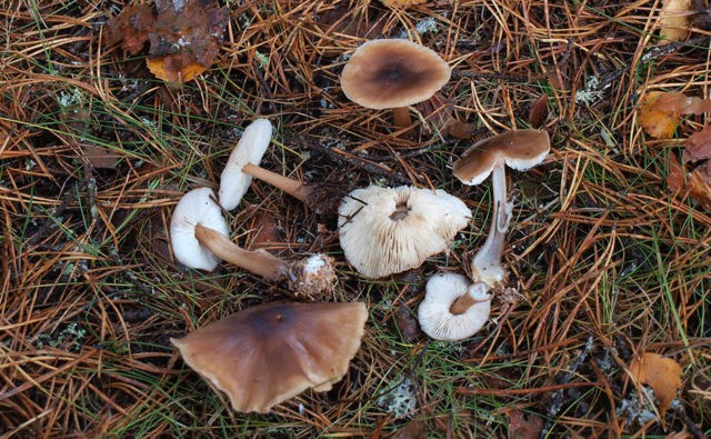 Mushroom Collibia forest-loving (ordinary money, spring mushroom): photo and description of how to cook