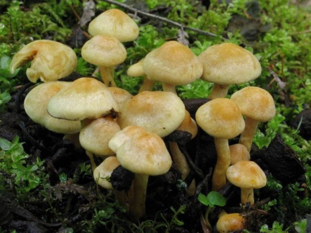 Mushroom Collibia forest-loving (ordinary money, spring mushroom): photo and description of how to cook