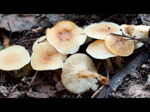 Mushroom Collibia forest-loving (ordinary money, spring mushroom): photo and description of how to cook