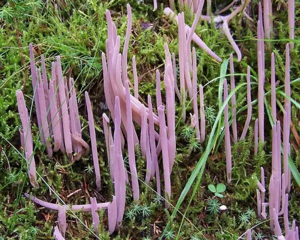 Mushroom deer horns: photo and description, types, useful properties