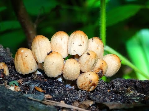 Mushroom dung beetle flickering: photo and description of the fungus