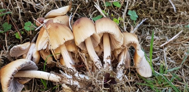 Mushroom dung beetle flickering: photo and description of the fungus