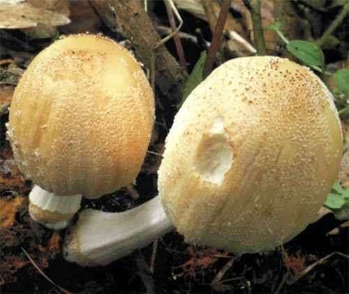 Mushroom dung beetle flickering: photo and description of the fungus