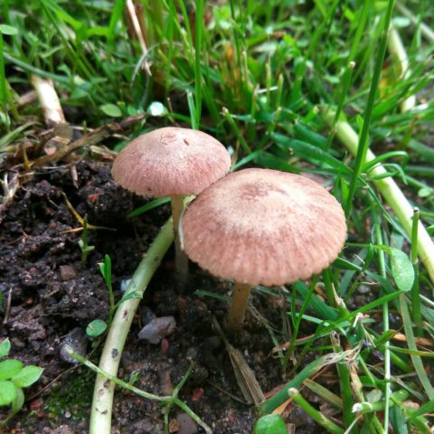 Mushroom dung beetle gray: description and photo