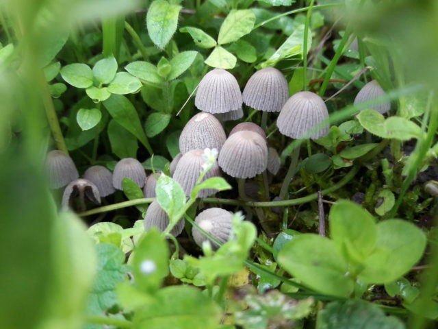 Mushroom dung beetle gray: description and photo