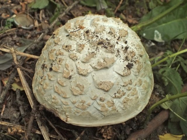 Mushroom dung beetle gray: description and photo