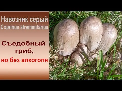 Mushroom dung beetle gray: description and photo