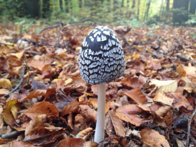 Mushroom dung beetle woodpecker: photo and description