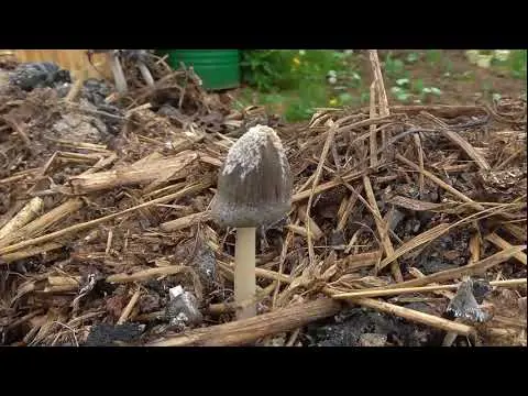 Mushroom dung beetle woodpecker: photo and description