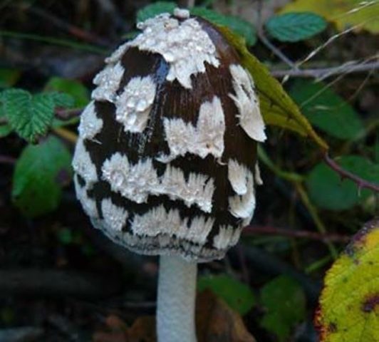 Mushroom dung beetle woodpecker: photo and description