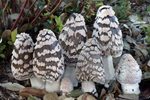 Mushroom dung beetle woodpecker: photo and description