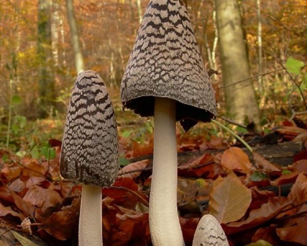 Mushroom dung beetle woodpecker: photo and description