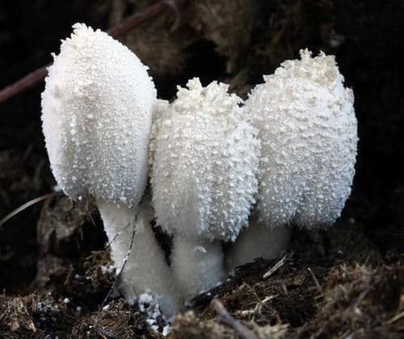 Mushroom dung beetle woodpecker: photo and description