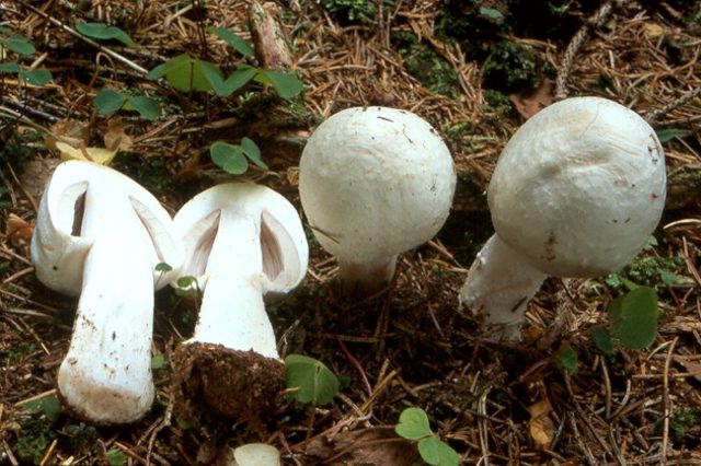 Mushroom Esset: description and photo, edibility