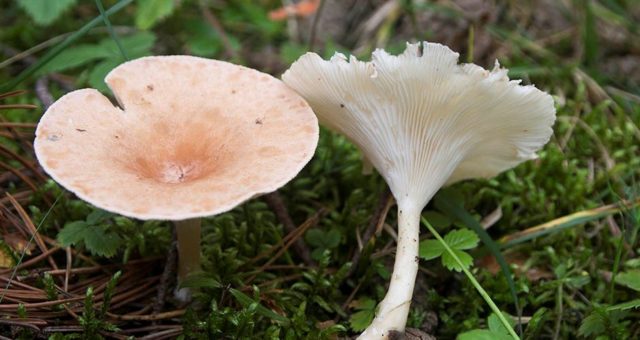 Mushroom funnel talker: description, use, photo