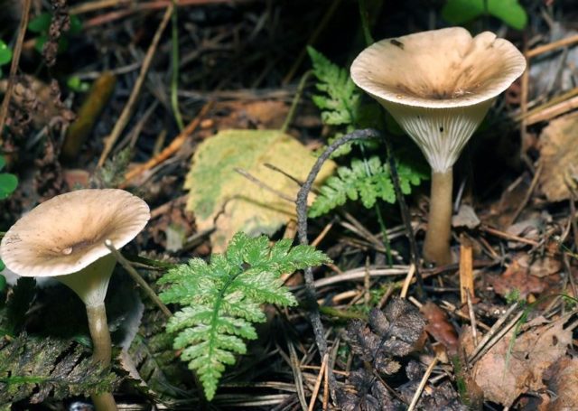 Mushroom funnel talker: description, use, photo