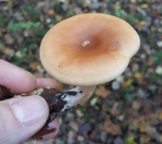 Mushroom funnel talker: description, use, photo