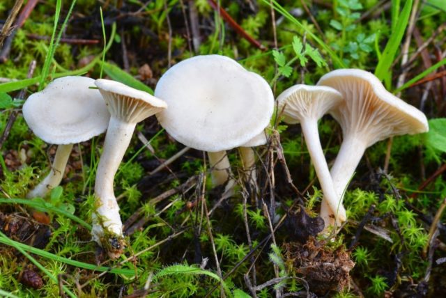 Mushroom funnel talker: description, use, photo