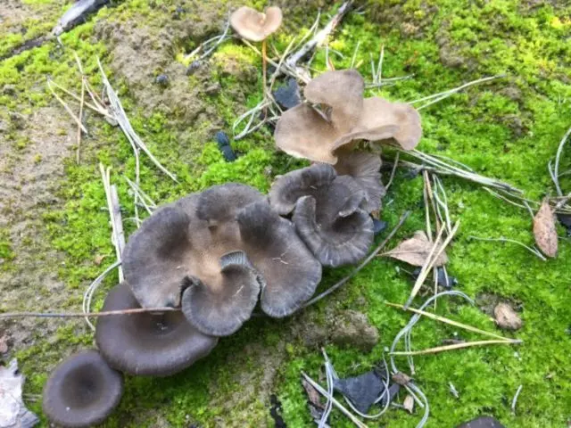 Mushroom gray chanterelle: description and recipes, photos