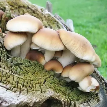 Mushroom honey agaric poplar