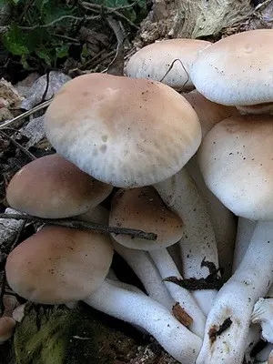 Mushroom honey agaric poplar