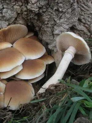 Mushroom honey agaric poplar