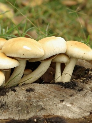 Mushroom honey agaric poplar