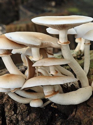 Mushroom honey agaric poplar