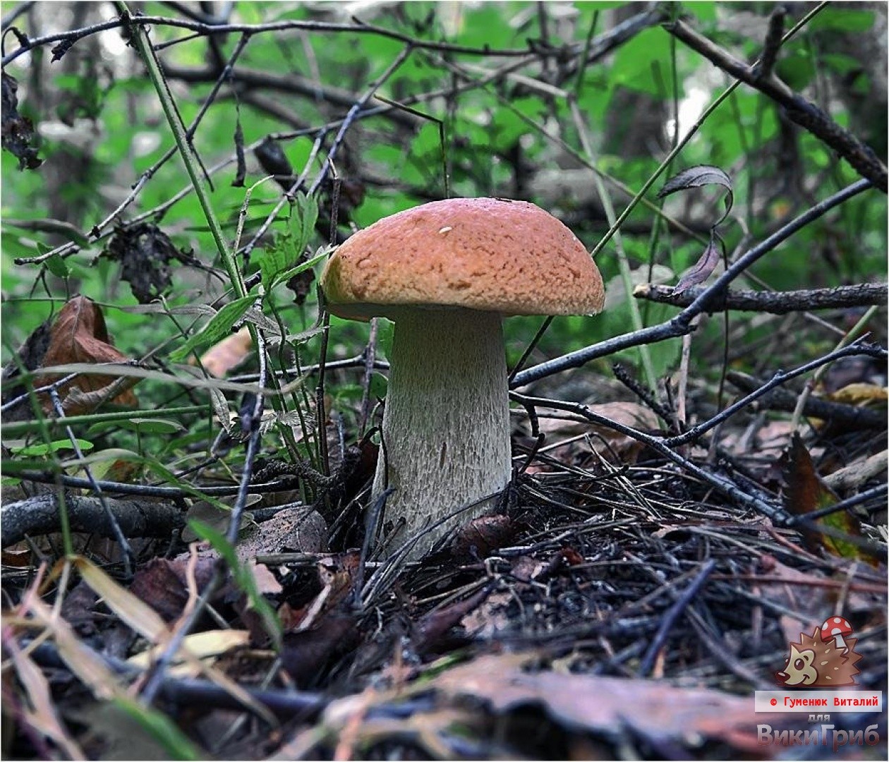 mushroom hunting
