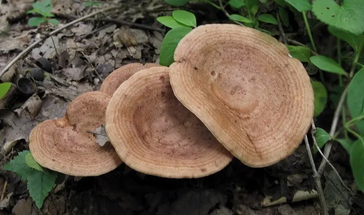 Mushroom milky: description of species