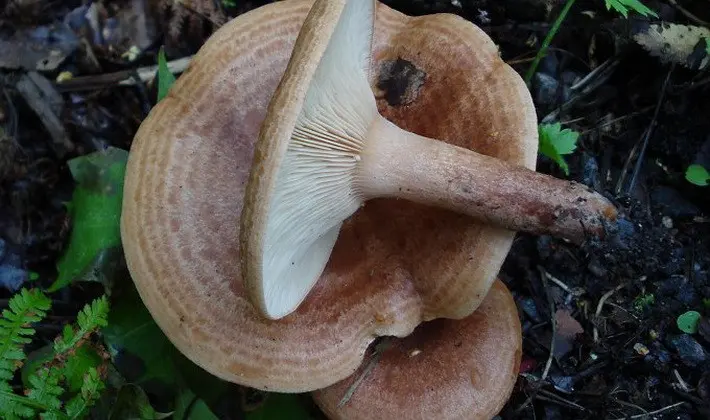 Mushroom milky: description of species