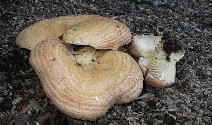 Mushroom milky: description of species