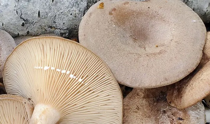 Mushroom milky: description of species