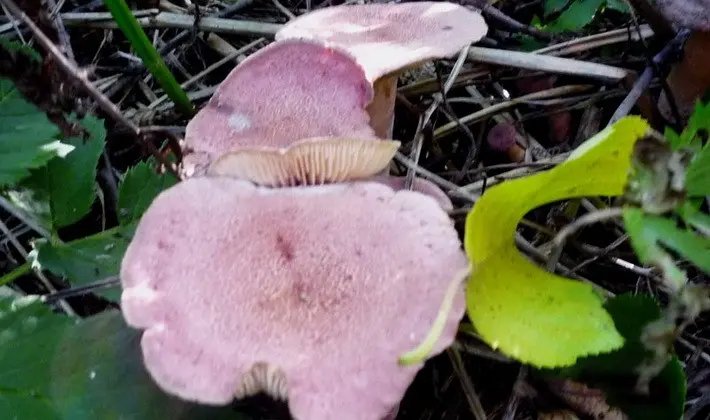 Mushroom milky: description of species