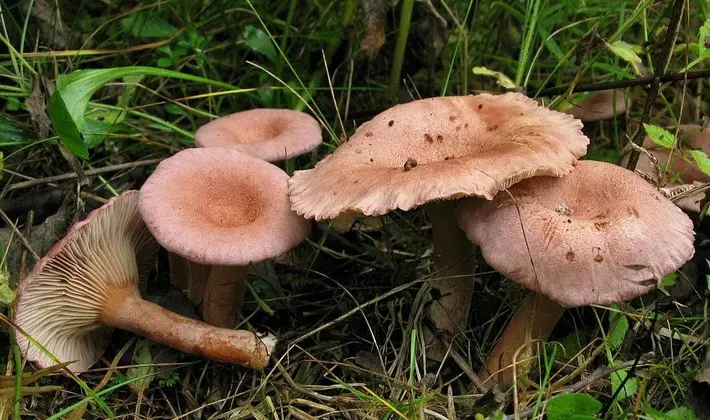 Mushroom milky: description of species