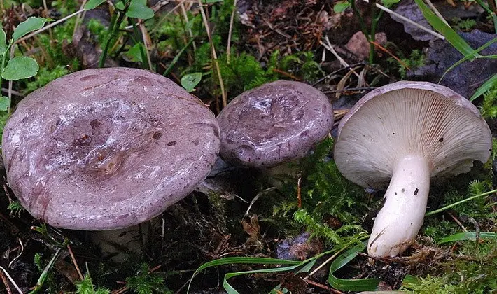 Mushroom milky: description of species