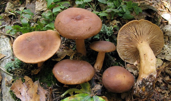 Mushroom milky: description of species