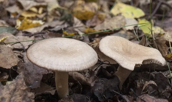 Mushroom milky: description of species