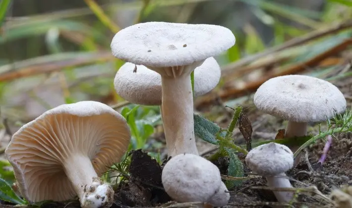 Mushroom milky: description of species