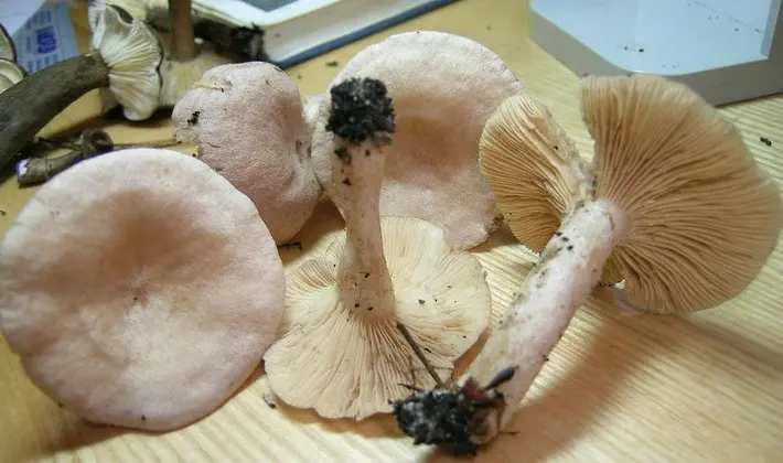 Mushroom milky: description of species