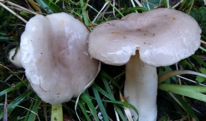 Mushroom milky: description of species